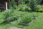 raised vegetable beds